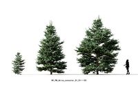 Abies concolor  white fir coniferous-Includes GrowFX and Mesh
