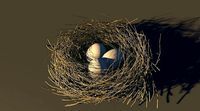 Bird Nest