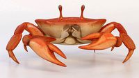 crab crustaceans