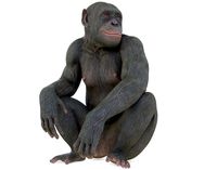 Chimpanzee Posed
