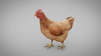 Chicken Pecking