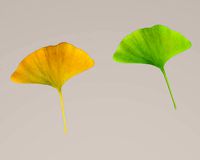 Ginkgo leaf