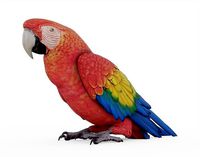 Red Macaw Parrot