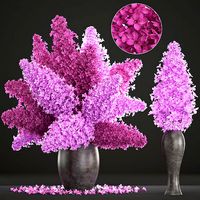 bouquet of lilac Syringa