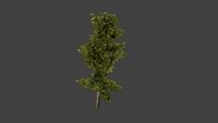 Tree with wind animation 3D Model