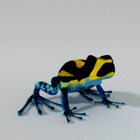 Amazonian Frog