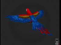 Parrot 3D Model