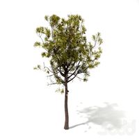Pinus halepensis