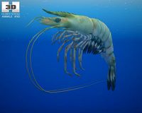 Giant Tiger Prawn 3D Model