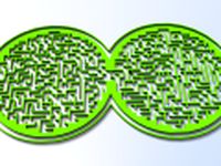 Maze 24 3D Model