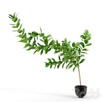 Ficus lyrata
