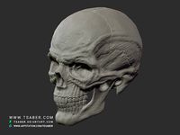 Skull - 3D Print