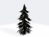 Cedar tree