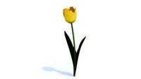 Low poly Tulip free sample