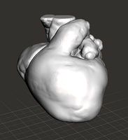 The newborn human childs heart  | 3D