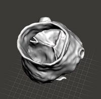 Mold for cast silicone model of  the aortic root  | 3D