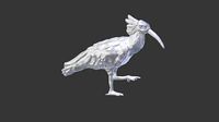 Bald ibis 3d print model | 3D