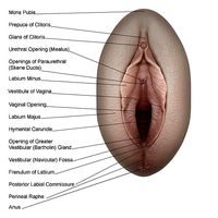 Vagina for Medical Area | 3D