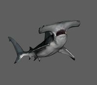 Hammerhead shark | 3D