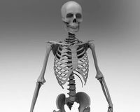 Skeleton low poly and high poly 3D model