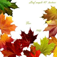 Leaf maple texture 0