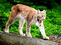 wild trot
