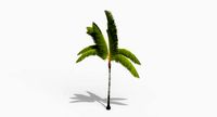 Coconut Palm Tree 3698-3