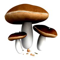 Mushroom