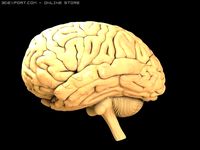 Brain 3D Model