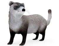 Weasel Rigged with Fur