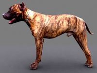 pitbull dog