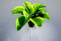 Sorrel