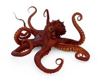 Octopus Posed