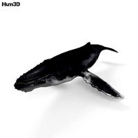 Humpback Whale HD