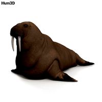 Walrus HD