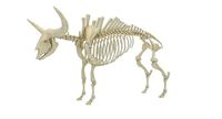 Bison Latifrons