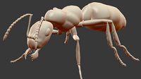 Ant Model