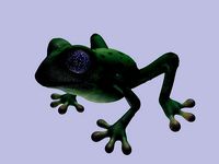 frog green tree frogs