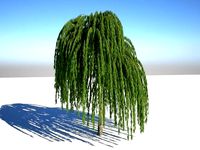 White whillow pendula