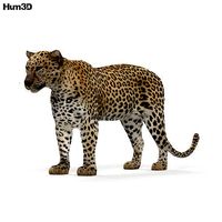 Leopard HD