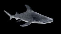 Hammerhead Shark