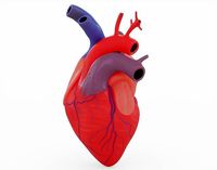 Human Heart Anatomy
