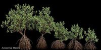 Grey Mangrove