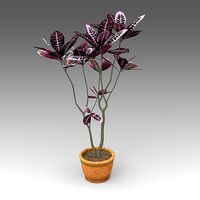 Codiaeum Pictum Plant 17