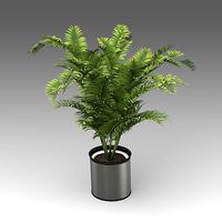 Areca Palm Plant 18