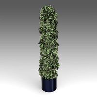 Ficus Benjamina Plant 10