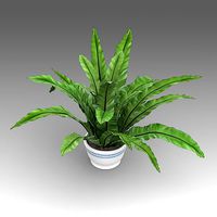 Asplenium Plant 03
