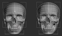 skull