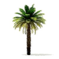 Date Palm Tree 3D Model 7m
