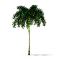 Foxtail Palm Tree 3D Model 7m